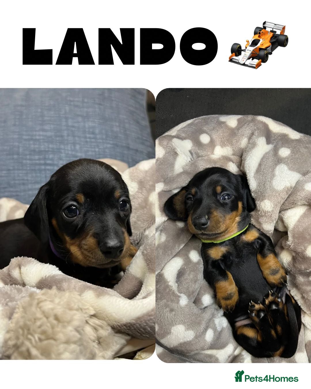 Dachshund dogs for sale: Stunning KC Miniature dachshunds - Advert 3