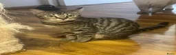 Bengal cats for sale: Kittens *2 girls Left* - Advert 3