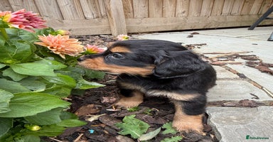 Mixed Breed dogs - Advert 9