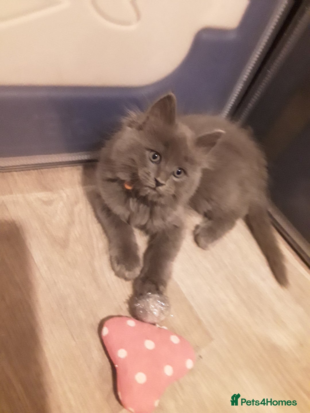 Maine Coon cats for sale: Mainecoon  x ragdolls - Advert 35