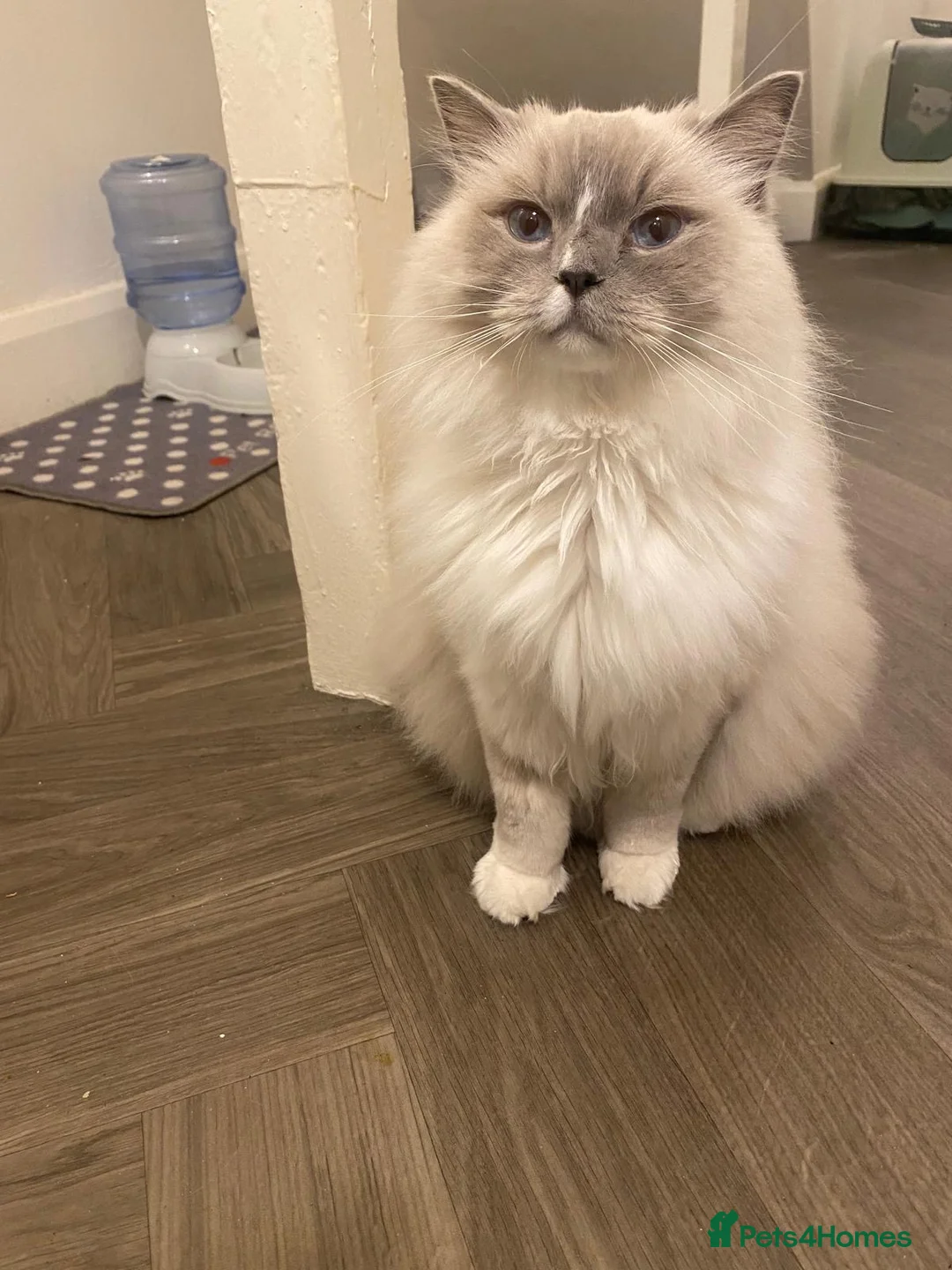 Ragdoll cats for sale: Gccf ragdoll male - Advert 4