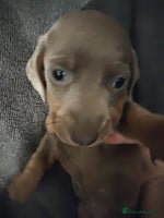 Dachshund dogs Miniature Dachshund puppies for sale - Advert 8