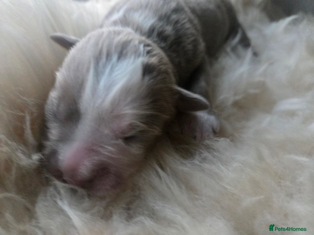 Olde English Bulldogge dogs for sale: Mammut : Fluffy Olde English Bulldog puppies. - Advert 35