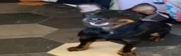 Jagdterrier dogs for sale: Jagd terrier  in Houghton le Spring - Advert 11
