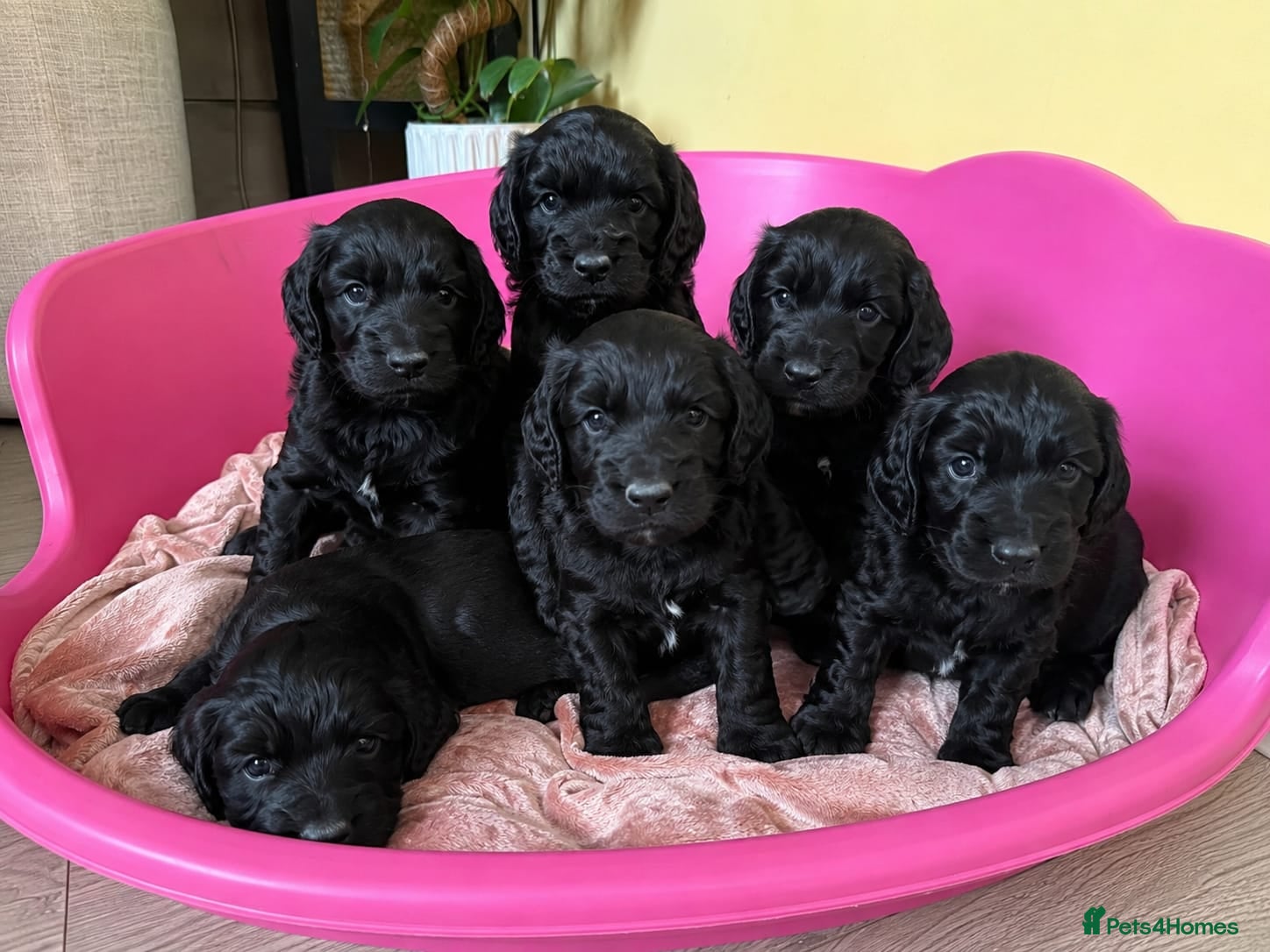 Cockapoo dogs Beautiful F1 COCKAPOO PUPPIES , 4 BOYS , 2 GIRLS  - Advert 1