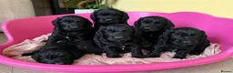 Cockapoo dogs for sale: Beautiful F1 COCKAPOO PUPPIES , 4 BOYS , 2 GIRLS  - Advert 1