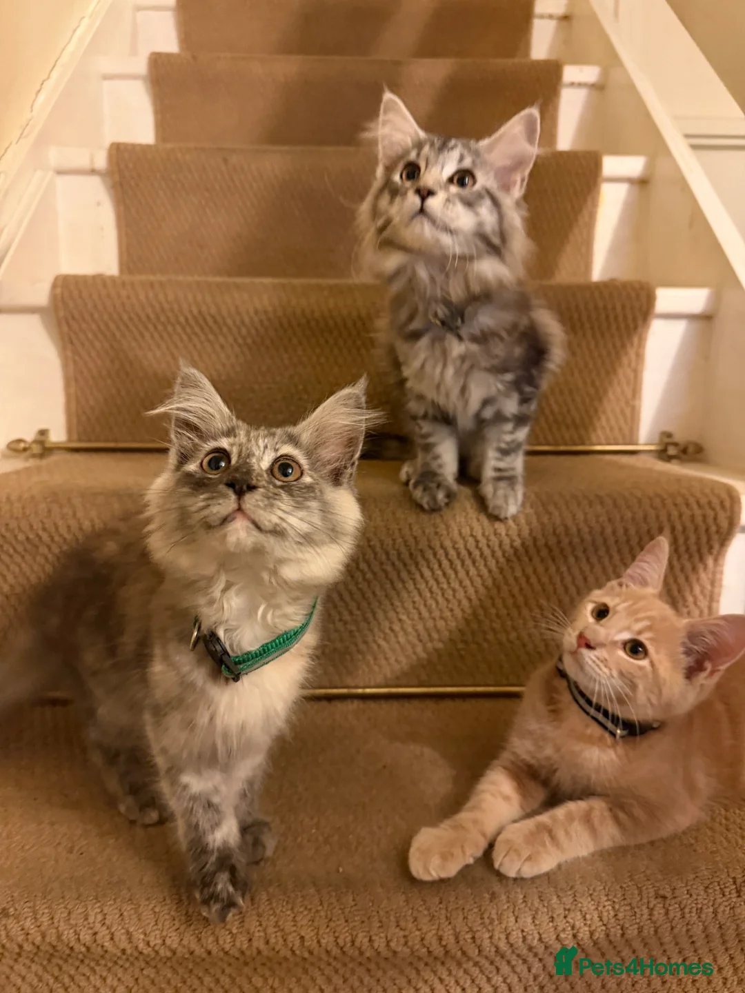 Maine Coon cats for sale: Maine coon kittens  - Advert 2