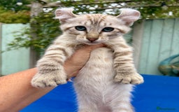 Keetso cats for sale: Super snow leopard girl  - Image 5