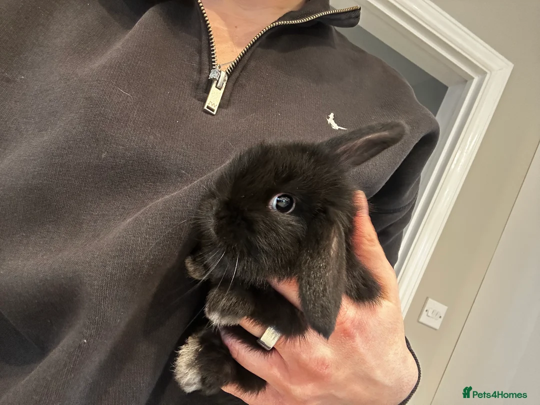 Mixed Breed rabbits for sale: Ready in a week mini lop x lop - Advert 2