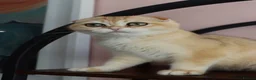 Scottish Fold cats for sale: Champion BL Stunning Scottish kittens  - Advert 9