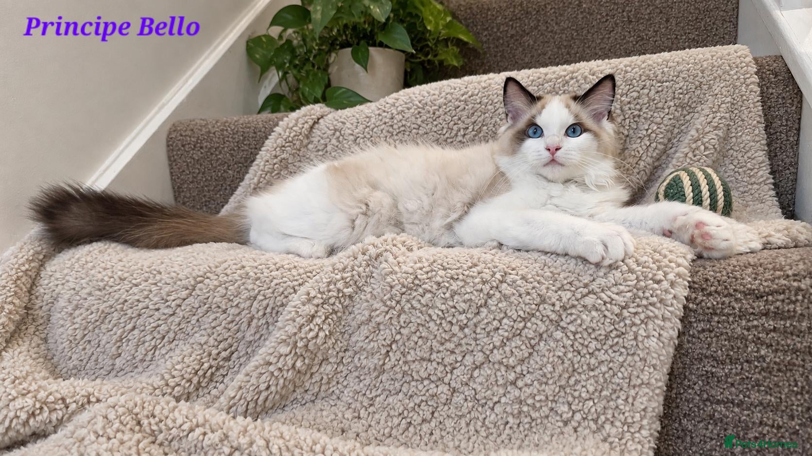 Ragdoll cats ACTIVE STUNNING RAGDOLL BOY  - Advert 2