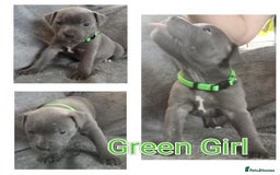 Staffordshire Bull Terrier dogs for sale: Blue Staffs Puppies - Image 8