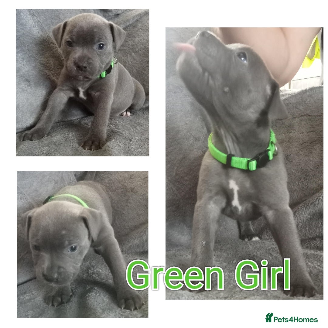 Staffordshire Bull Terrier dogs for sale: Blue Staffs Puppies - Image 8