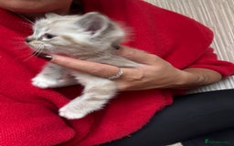 Ragdoll cats for sale: Ragdoll kittens - please read advert  - Image 7