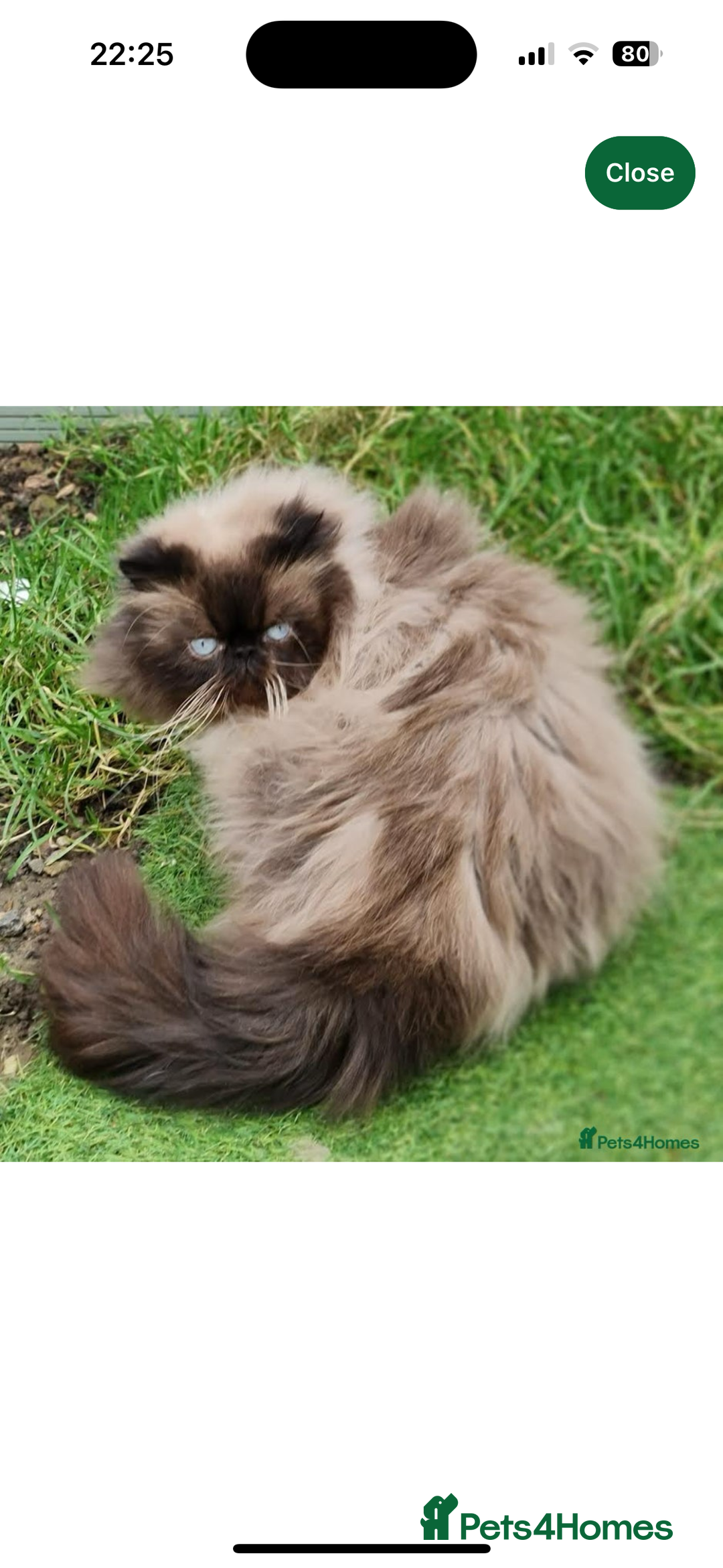 Persian cats for sale: Pure Persian Kittens - Image 12