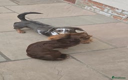 Dachshund dogs for sale: Short and long hair miniature dashund  - Image 30
