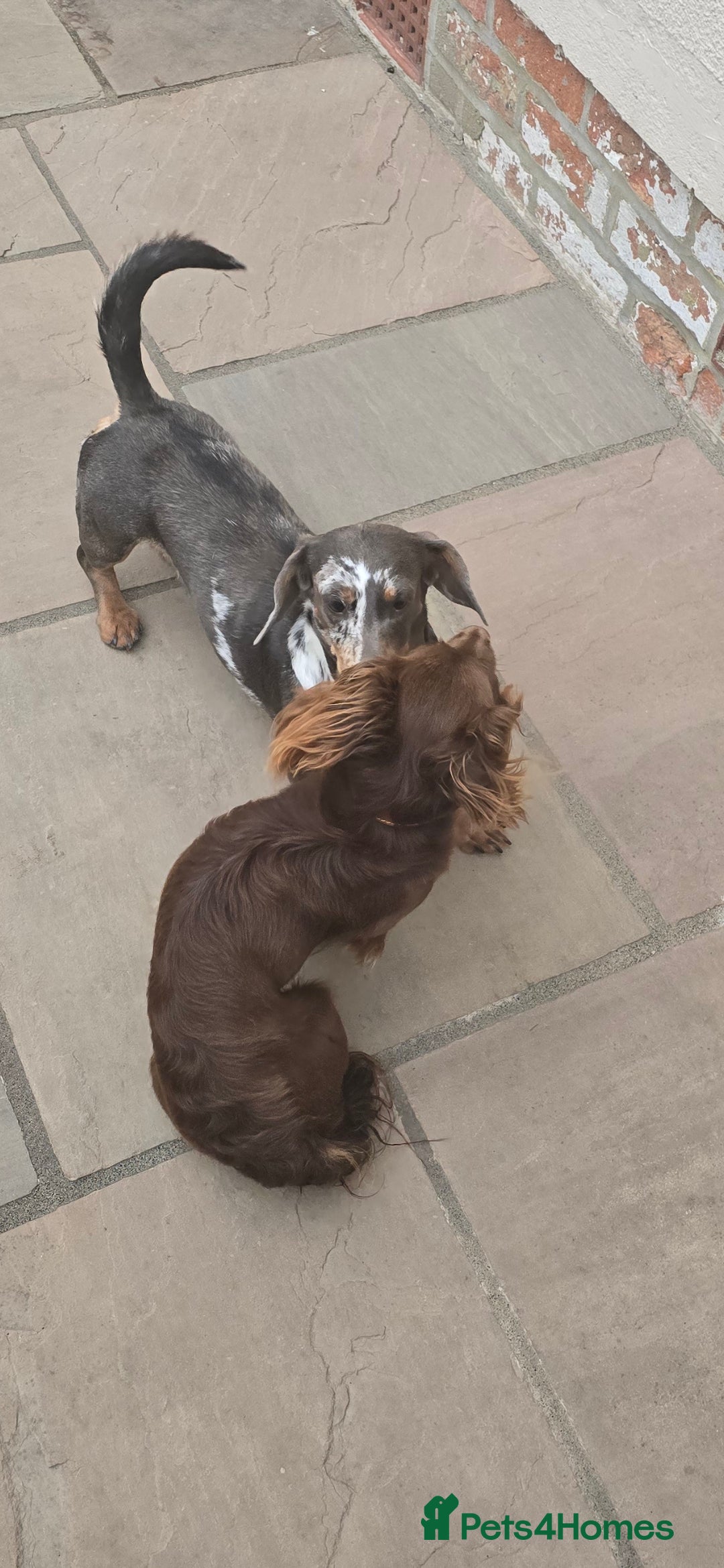 Dachshund dogs for sale: Short and long hair miniature dashund  - Image 30