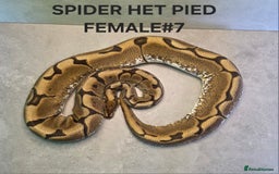 Python Snake reptiles for sale: Royal pythons - Image 4