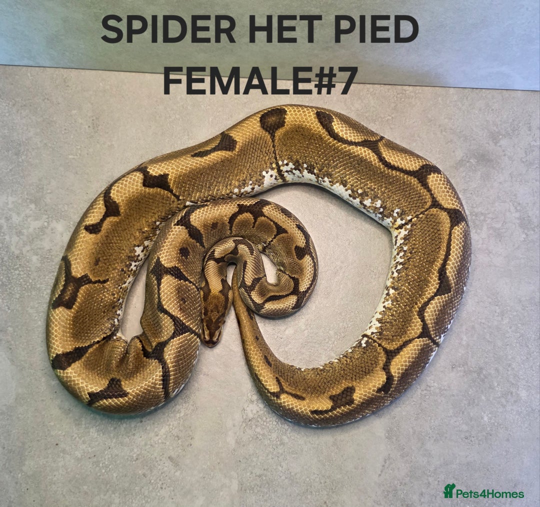 Python Snake reptiles for sale: Royal pythons - Image 4