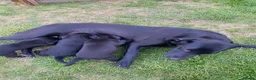 Labrador Retriever dogs for sale: Beautiful Black Labrador Pups  - Advert 11