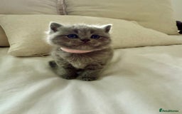 British Shorthair cats for sale: 3 chunky beautiful British shorthair  - Image 9