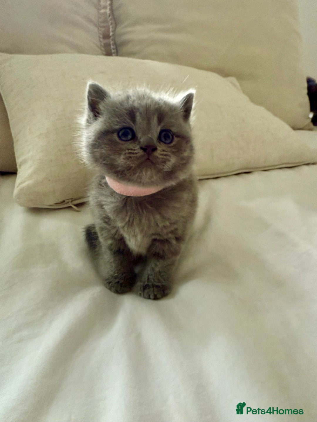 British Shorthair cats for sale: 3 chunky beautiful British shorthair  - Image 9