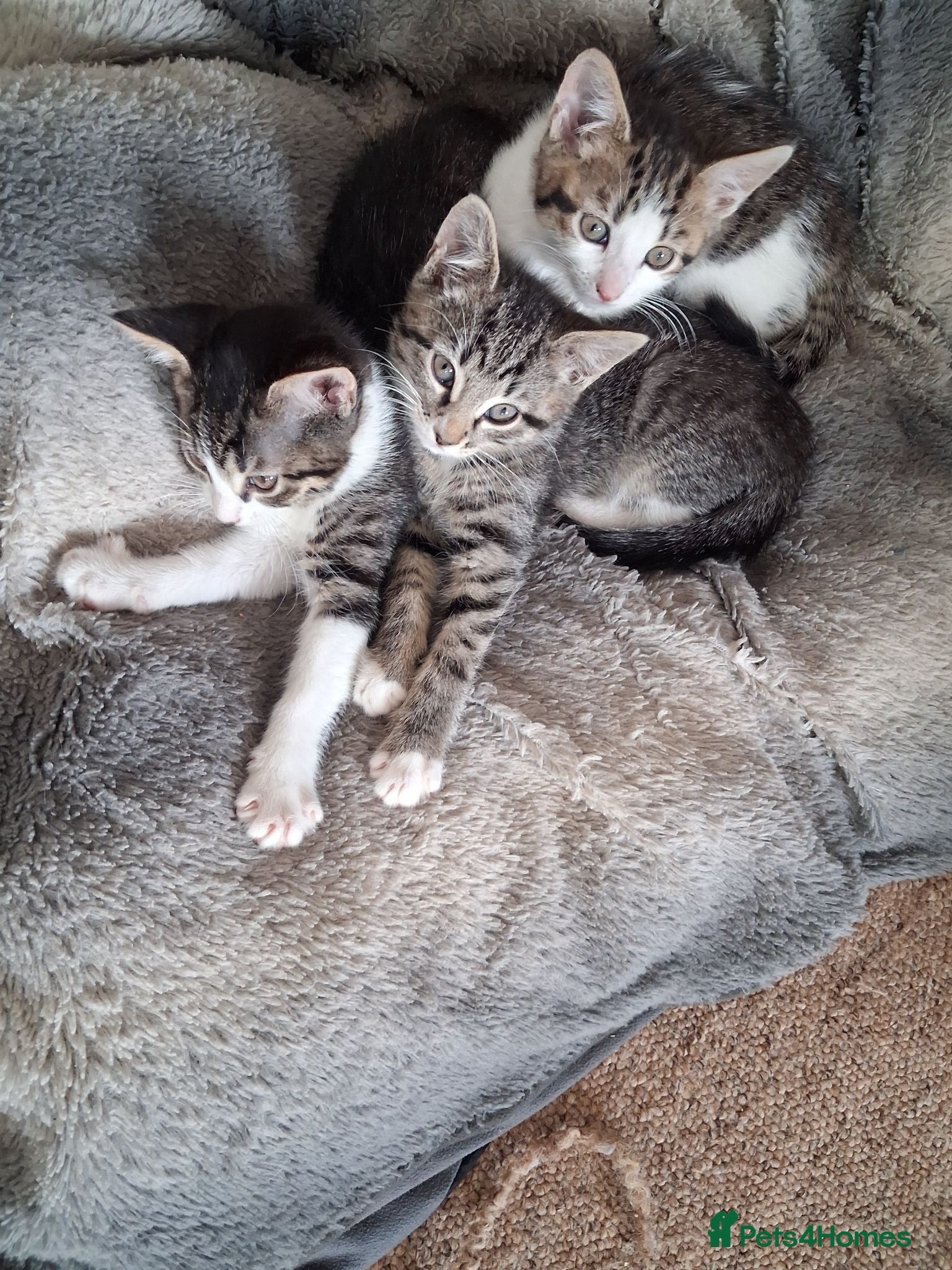 Mixed Breed cats 3 boys for sale - Advert 1