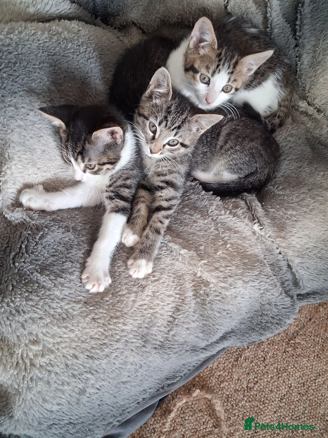 Mixed Breed cats for sale: 3 boys for sale in Merthyr Tydfil - Advert 1