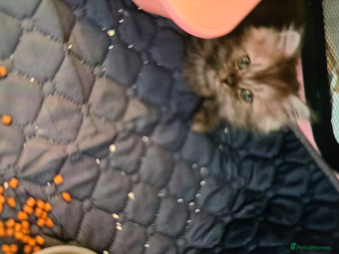 Persian cats for sale: Beautiful Persian kittens 7wks - Image 2