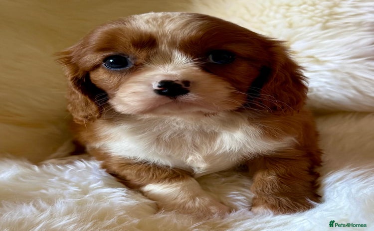 Cavalier King Charles Spaniel dogs - Advert 15