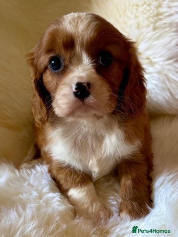 Cavalier King Charles Spaniel dogs - Advert 15