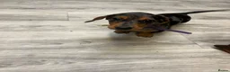 Miniature Dachshund dogs for sale: Beautiful Fully health check mini Dachshund pups - Advert 10
