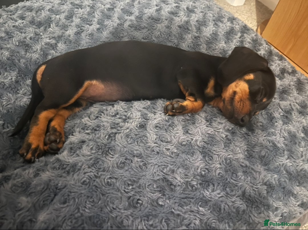 Dachshund dogs for sale: Mini dachshund  - Image 2