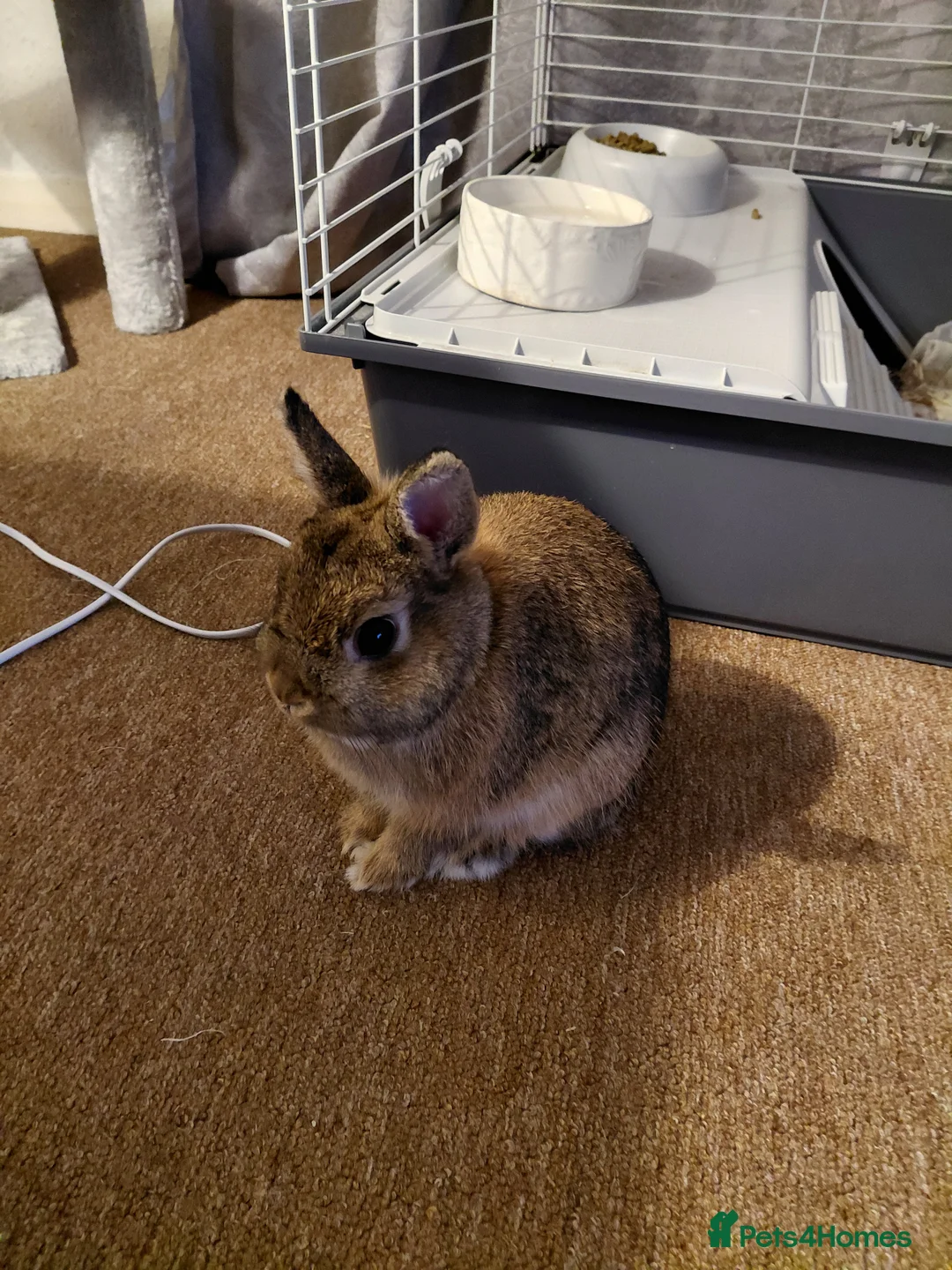 Netherland Dwarf rabbits for sale: Male netherland dwarf rabbit in Horsham - Advert 2