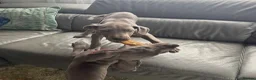 Great Dane dogs for sale: Gorgeous blue KC Great Danes.Ready now! - Advert 10
