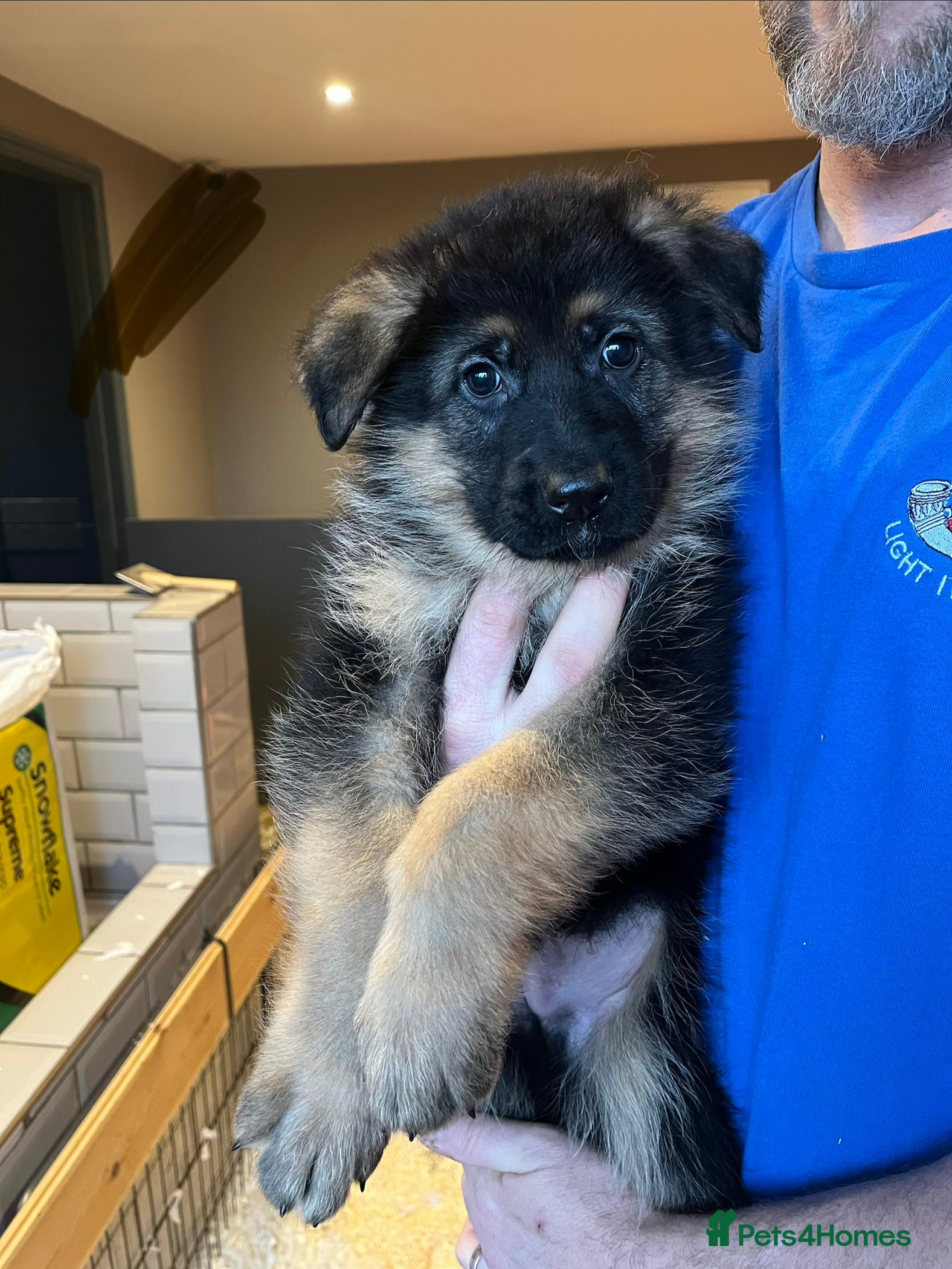 German Shepherd dogs Beautiful KC reg German Shepherd puppies for sale  - Advert 3