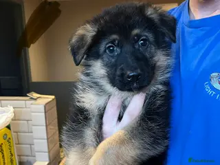 German Shepherd dogs Beautiful KC reg German Shepherd puppies for sale - Advert 3