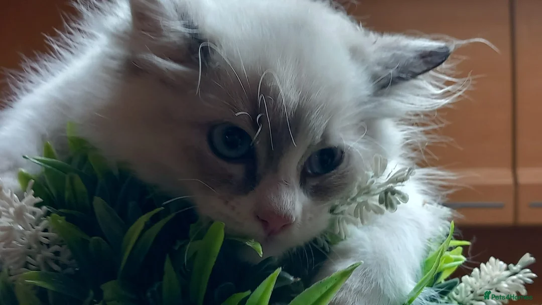 Ragdoll cats for sale: 2 Beautiful overly friendly ragdoll kittens. - Advert 2