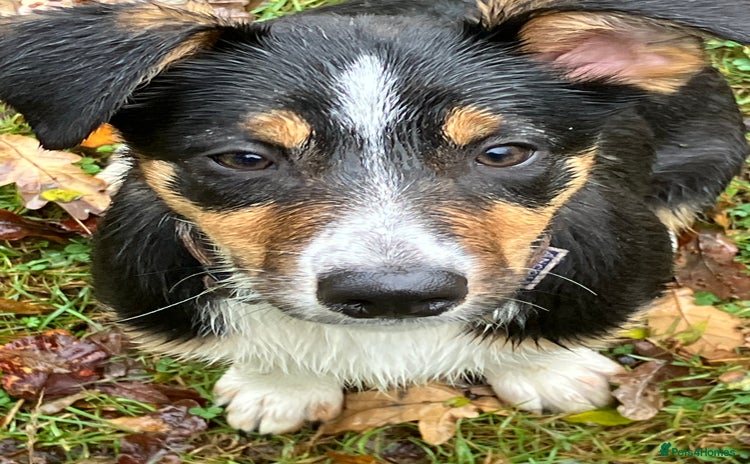 Border Collie dogs - Advert 1