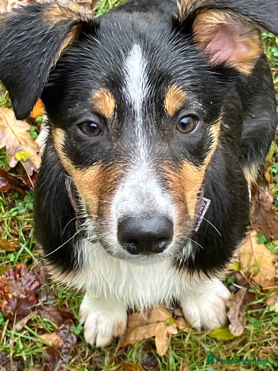 Border Collie dogs for sale: Tri colour short haired border collie puppies  - Image 1