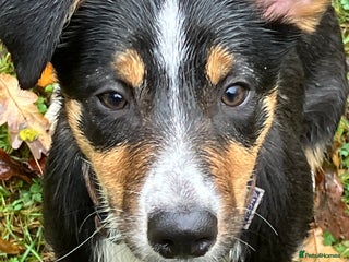 Border Collie dogs - Advert 6