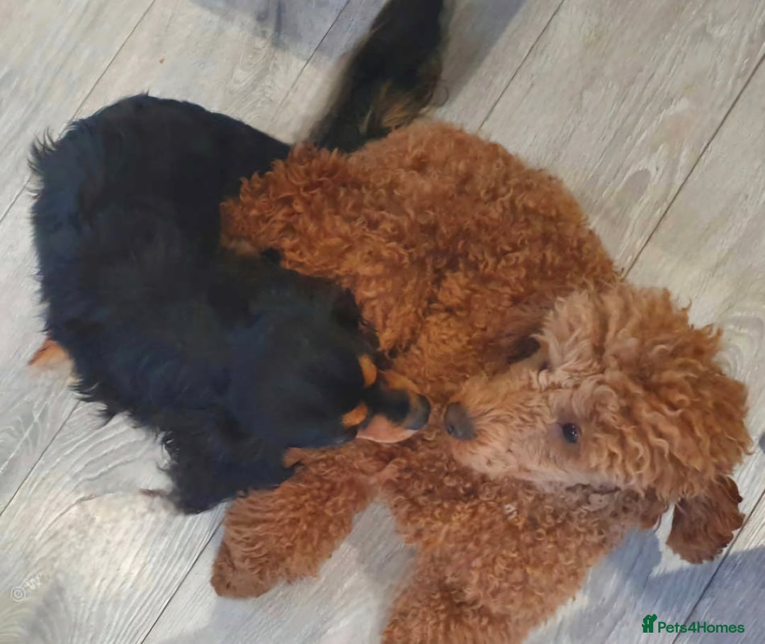 Cavapoo dogs for sale: Pedigree cavapoos  - Advert 7