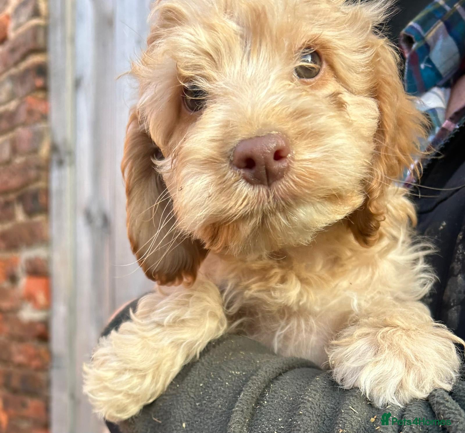 Cockapoo dogs Cockapoo puppies 2 left  - Advert 7