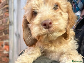 Cockapoo dogs Cockapoo puppies - Advert 1