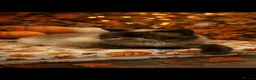 Exotic cats for sale: CHUNKY EXOTICS KITTENS GCCF PARENTS   - Advert 11