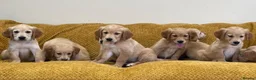Golden Retriever dogs for sale: Quality litter of KC reg Golden Retriever puppies - Advert 27