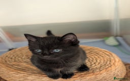 Domestic Shorthair cats for sale: Beautiful litter of kittens 2 male one female  - Image 5