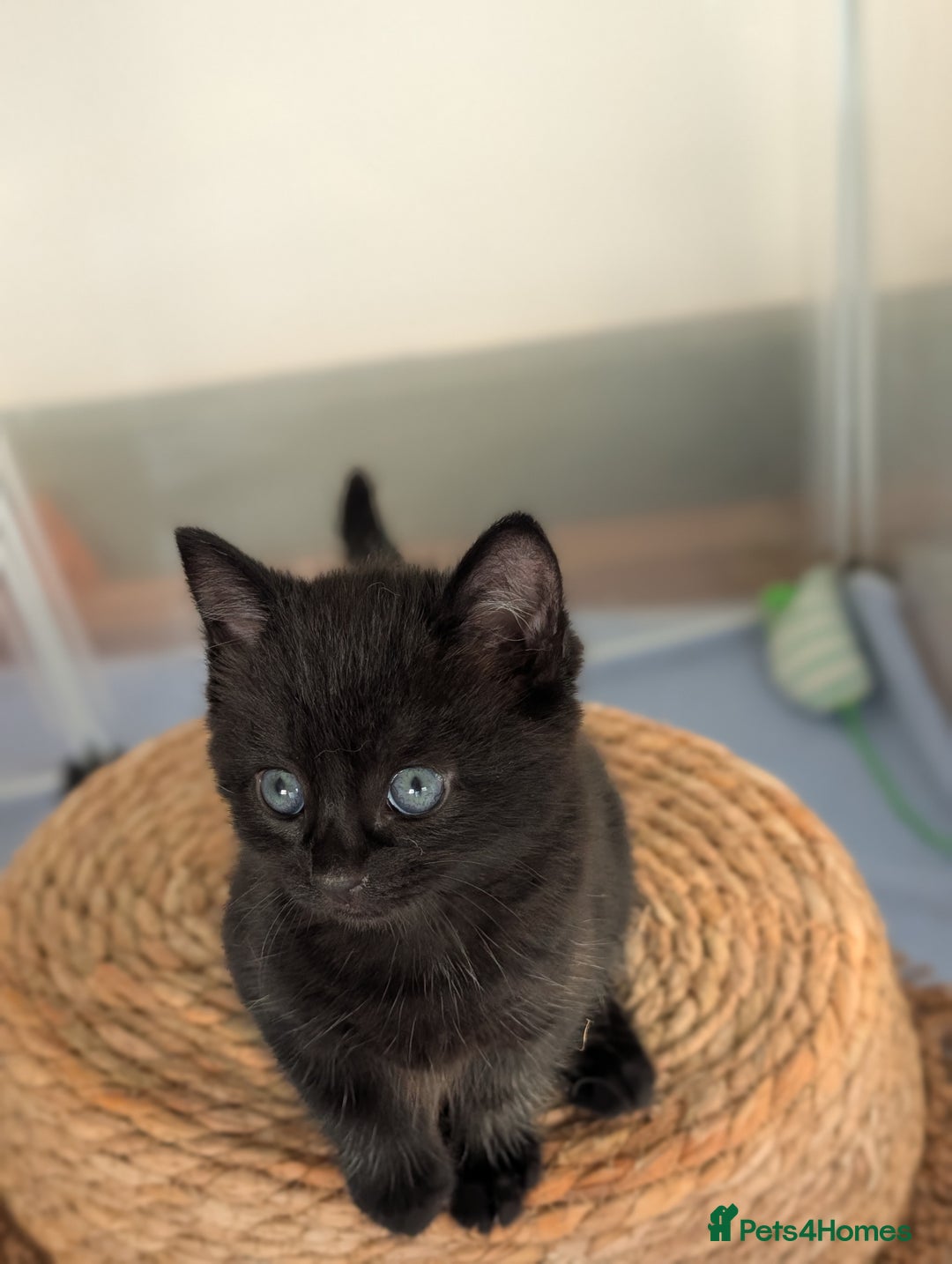 Domestic Shorthair cats for sale: Beautiful litter of kittens 2 male one female  - Image 5
