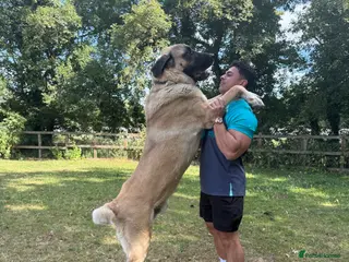 Turkish Kangal dogs Bruno The Kangal King - Advert 6