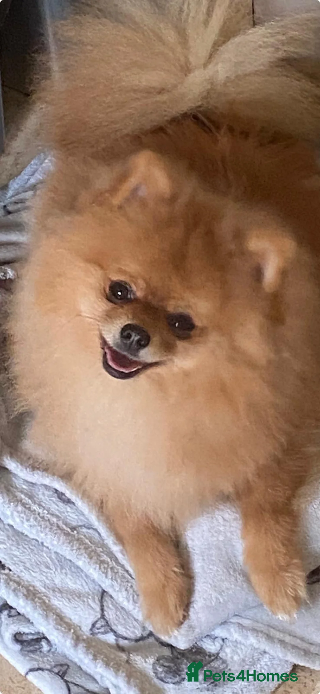 Pomeranian dogs for sale: Pomeranian puppies - Advert 10